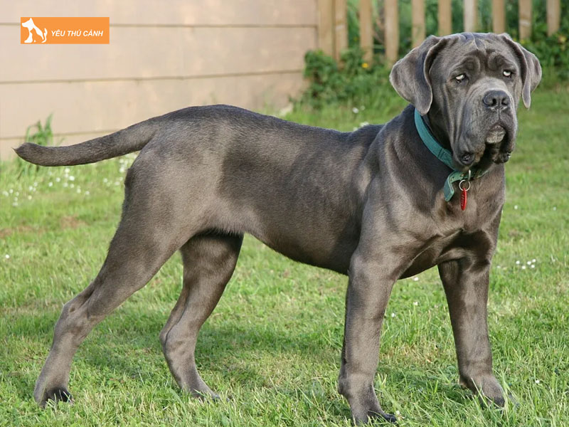 Cho-neapolitan-mastiff-la-giong-cho-gi-thucanh