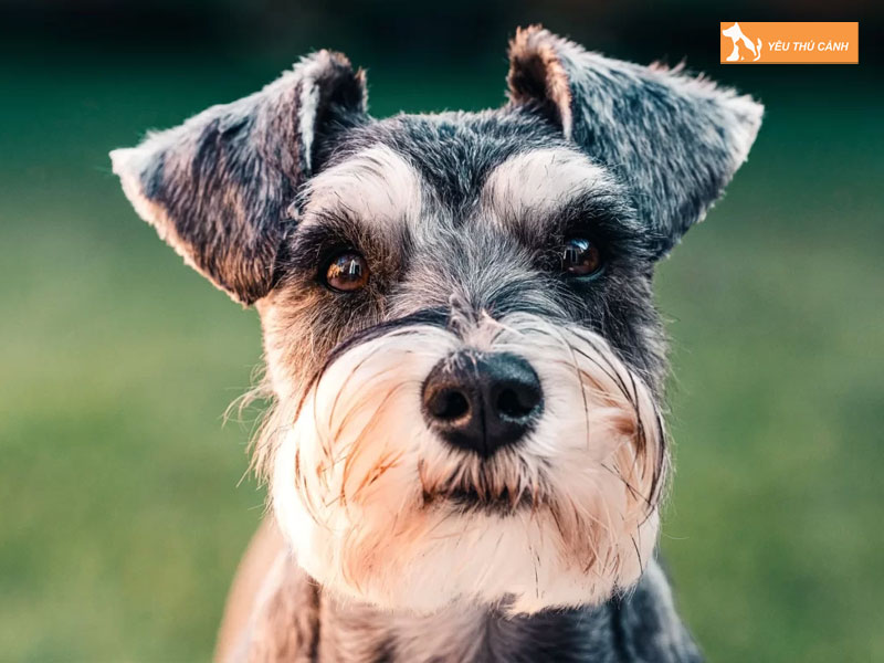 Cho-schnauzer-la-giong-cho-gi-thucanh