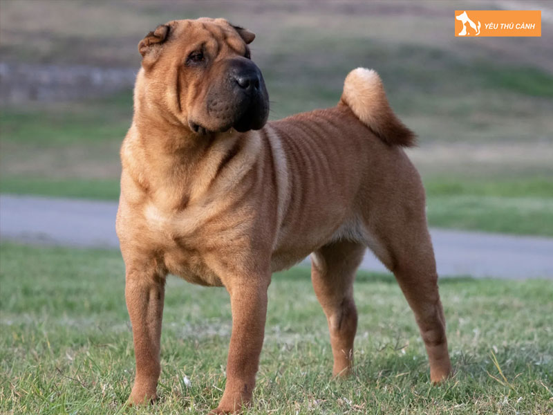 Cho-shar-pei-co-de-nuoi-khong-va-cach-cham-soc-1-thucanh