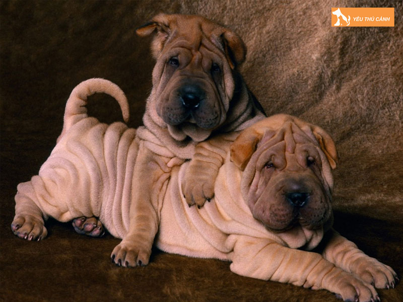 Cho-shar-pei-co-de-nuoi-khong-va-cach-cham-soc-2-thucanh