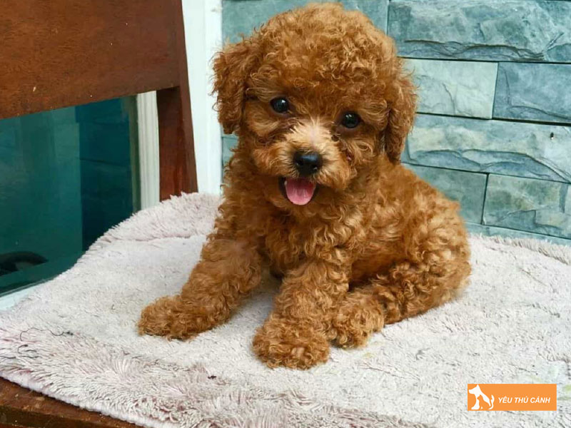 Cho-toy-poodle-thucanh