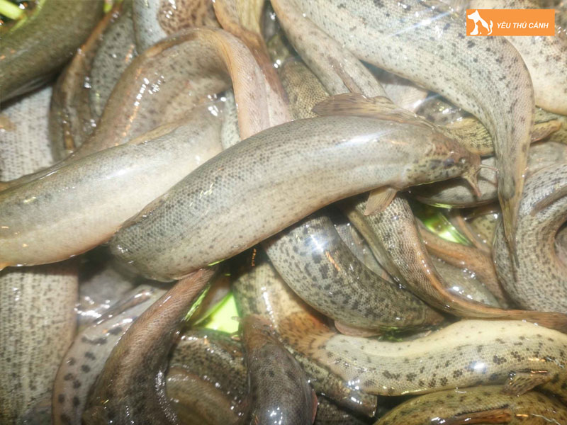 Dac-diem-cua-ca-chach-que-thucanh