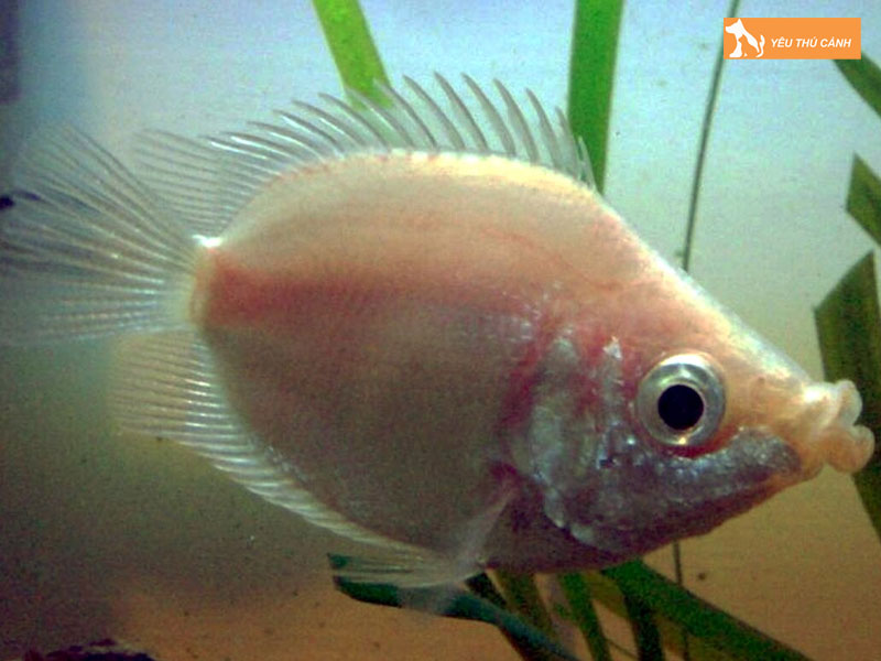 Dac-diem-cua-ca-huong-thucanh