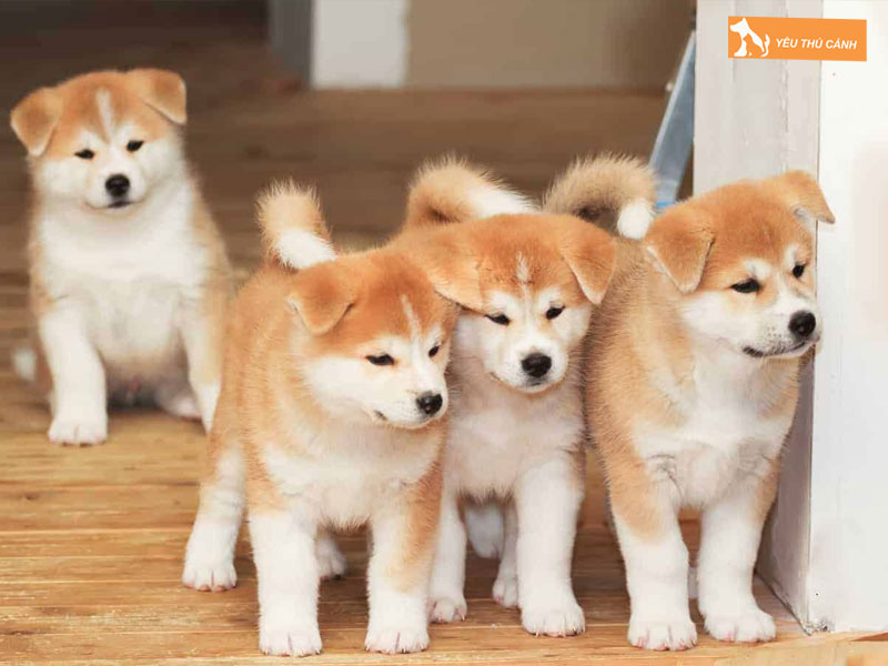 Dac-diem-cua-cho-akita-thucanh