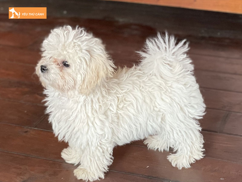 Dac-diem-cua-cho-bologna-thucanh