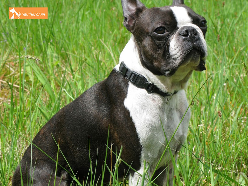 Dac-diem-cua-cho-boston-thucanh