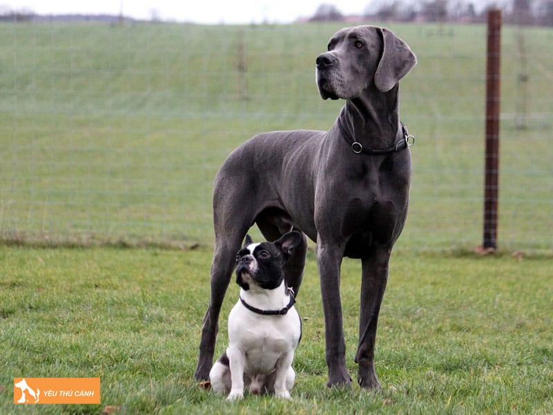 Dac-diem-cua-cho-cao-nhat-the-gioi-great-dane-thucanh