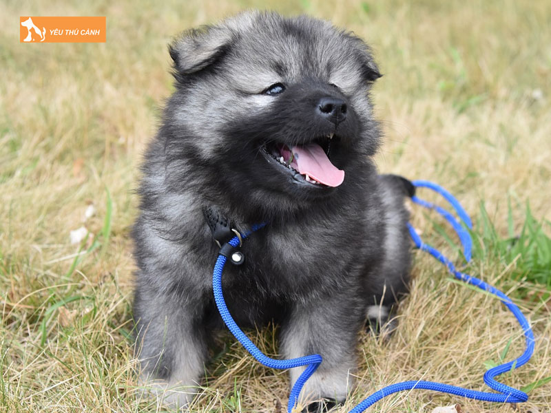 Dac-diem-cua-cho-eurasier-thucanh