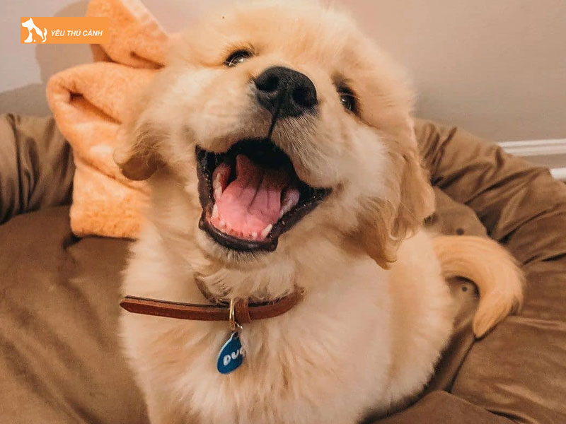 Dac-diem-cua-cho-golden-thucanh