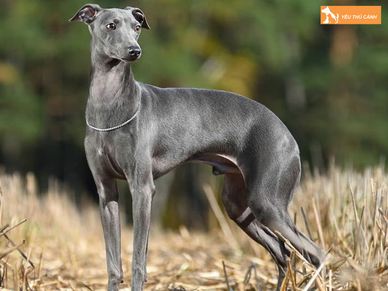 Dac-diem-cua-cho-greyhound-thucanh