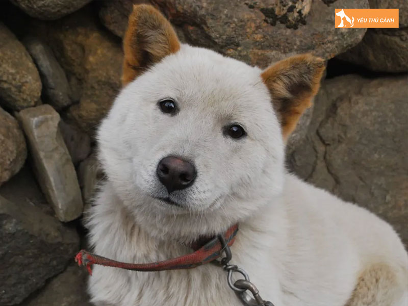 Dac-diem-cua-cho-jindo-thucanh