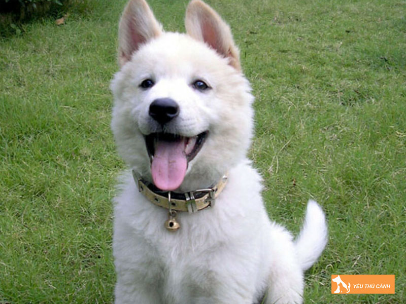 Dac-diem-cua-cho-kintamani-thucanh