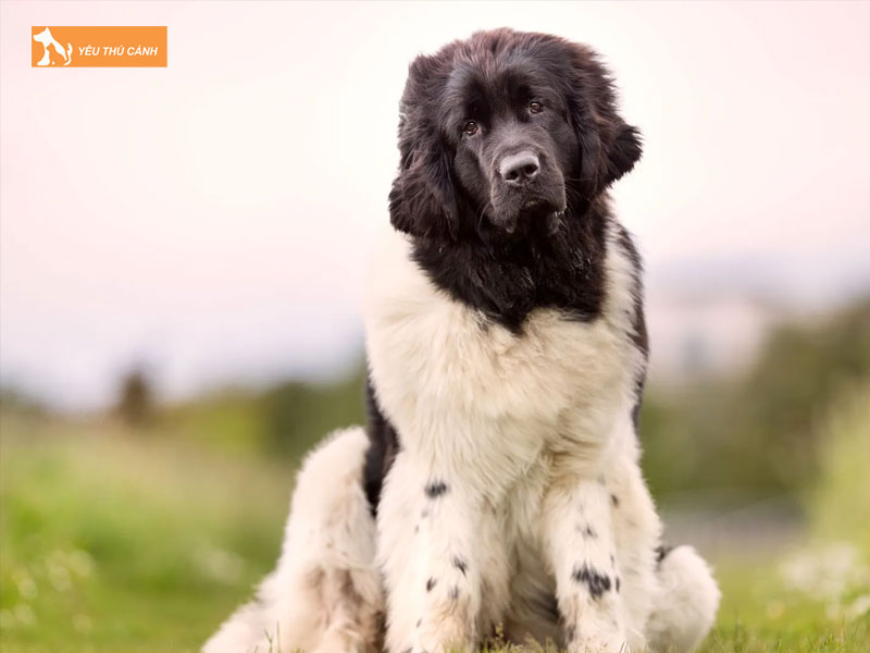 Dac-diem-cua-cho-landseer-thucanh