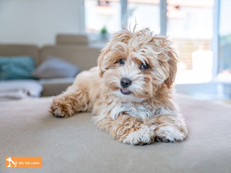 Dac-diem-cua-cho-maltipoo-thucanh