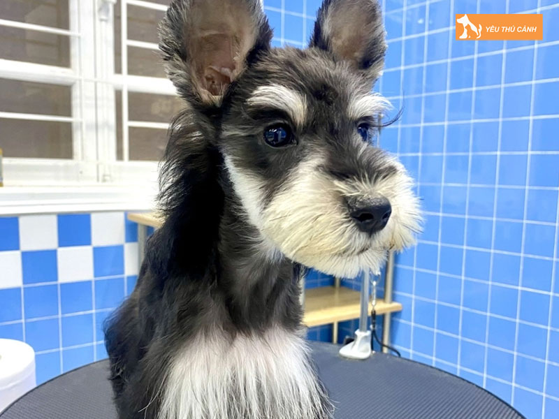 Dac-diem-cua-cho-schnauzer-thucanh