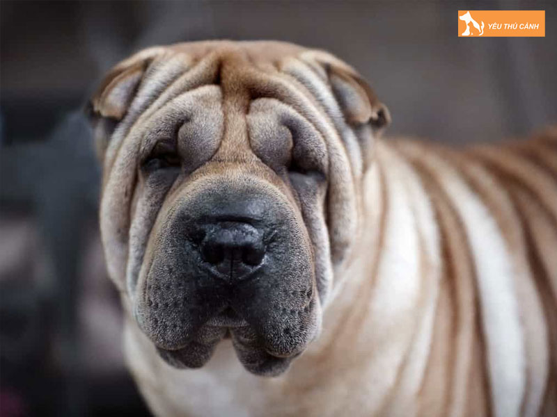 Dac-diem-cua-cho-shar-pei-thucanh