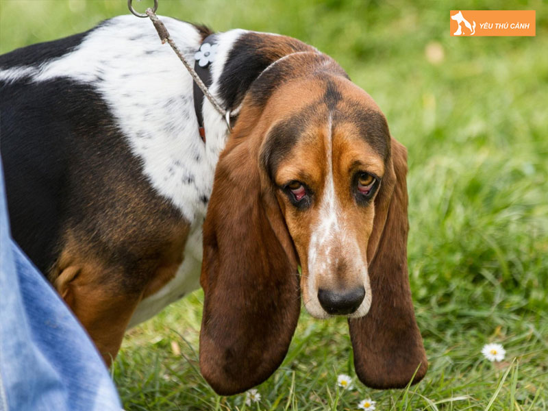 Dac-diem-cua-giong-cho-basset-hound-1-thucanh