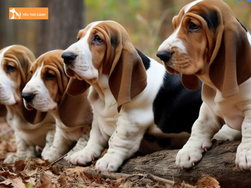 Dac-diem-cua-giong-cho-basset-hound-thucanh
