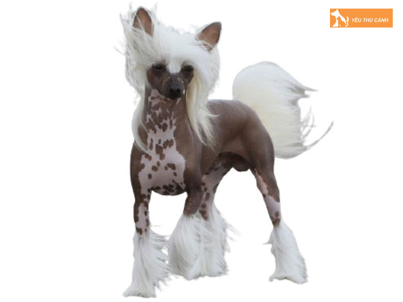 Dac-diem-cua-giong-cho-co-mao-1-thucanh