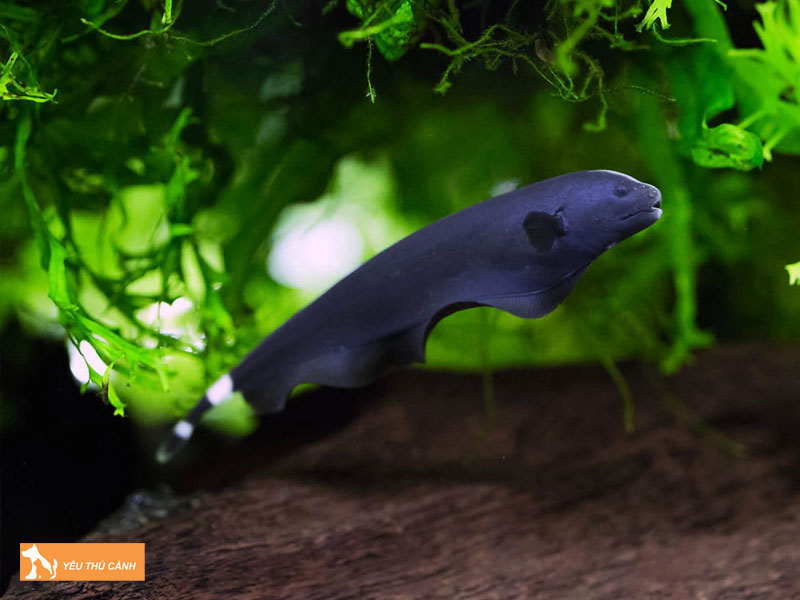 Dac-diem-ngoai-hinh-cua-ca-long-ga-thucanh