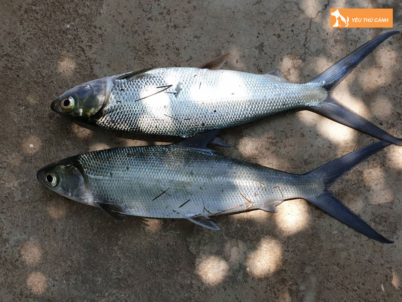 Dac-diem-sinh-hoc-cua-ca-mang-thucanh