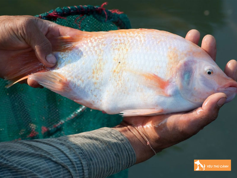 Dac-diem-sinh-hoc-cua-ca-vuoc-thucanh