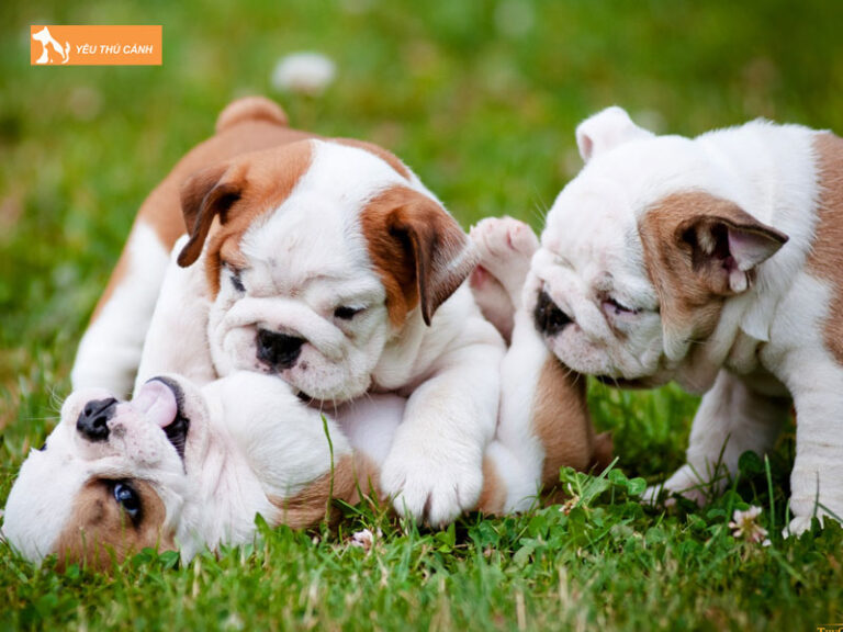 Chó Bull Pháp có gì khác so với Bull Anh? Lưu ý cần biết khi nuôi