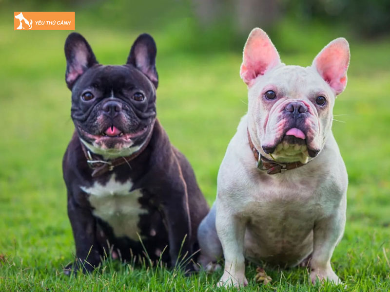 Diem-khac-biet-giua-cho-bull-phap-va-bull-anh-2-thucanh