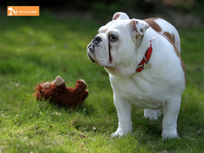 Diem-khac-biet-giua-cho-bull-phap-va-bull-anh-3-thucanh