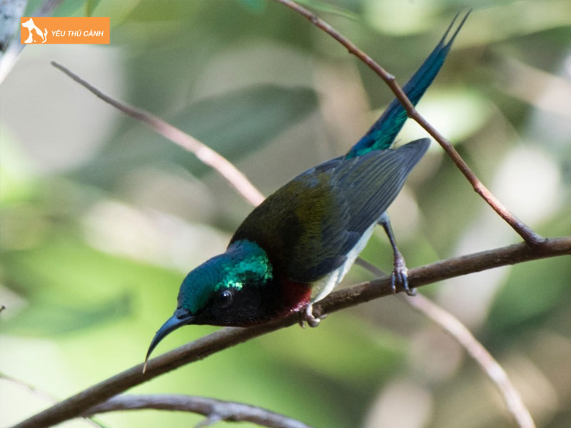 Doi-net-ve-chim-hut-mat-duoi-che-thucanh