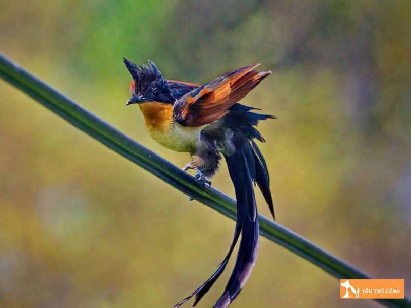 Doi-net-ve-chim-khat-nuoc-thucanh