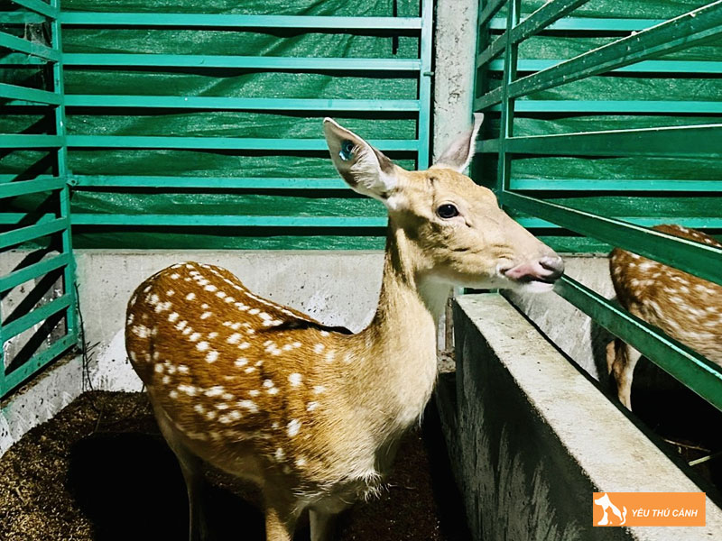 Doi-net-ve-huou-sao-thucanh