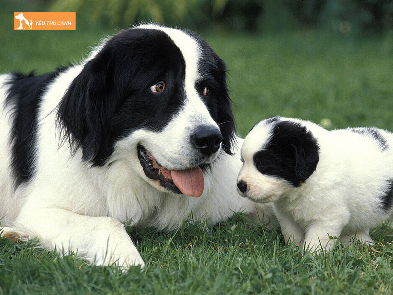 Gia-ban-cho-landseer-thucanh