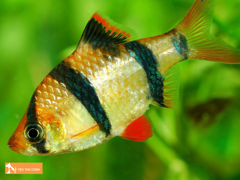 Gioi-thieu-ve-ca-tu-van-thucanh