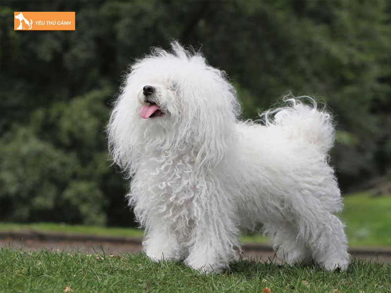 Giong-cho-bologna-la-gi-thucanh