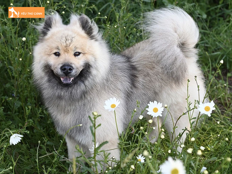 Giong-cho-eurasier-la-gi-thucanh