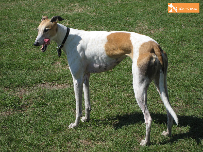 Giong-cho-greyhound-la-cho-gi-thucanh