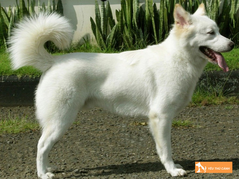 Giong-cho-kintamani-la-gi-thucanh