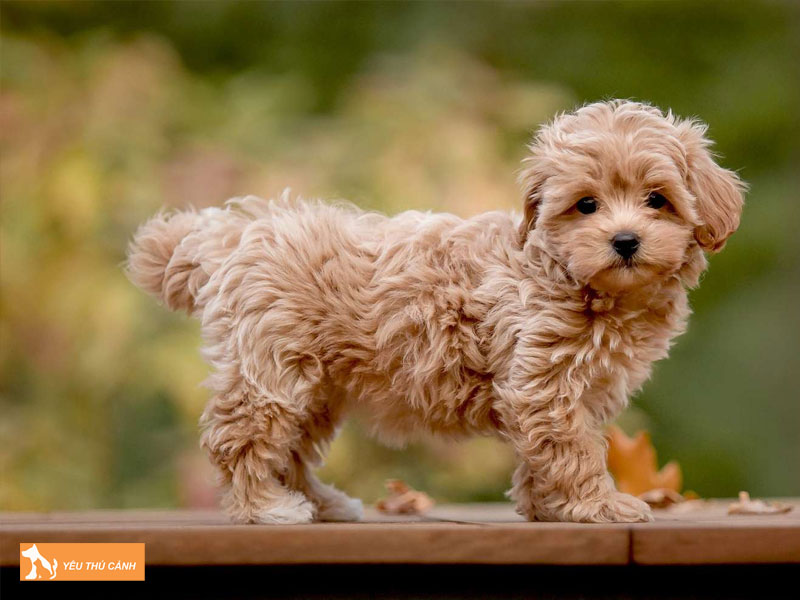Giong-cho-maltipoo-la-gi-thucanh