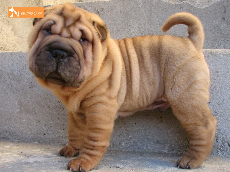 Giong-cho-shar-pei-la-gi-thucanh