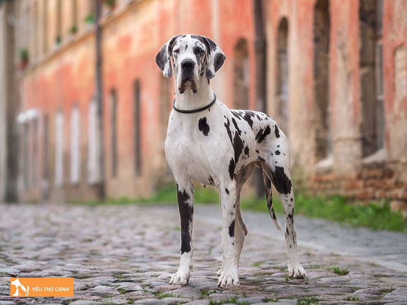 Kinh-nghiem-nuoi-cho-great-dane-dung-cach-1-thucanh
