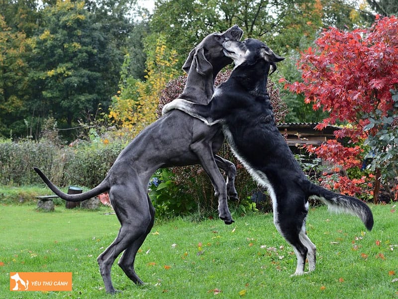 Kinh-nghiem-nuoi-cho-great-dane-dung-cach-thucanh