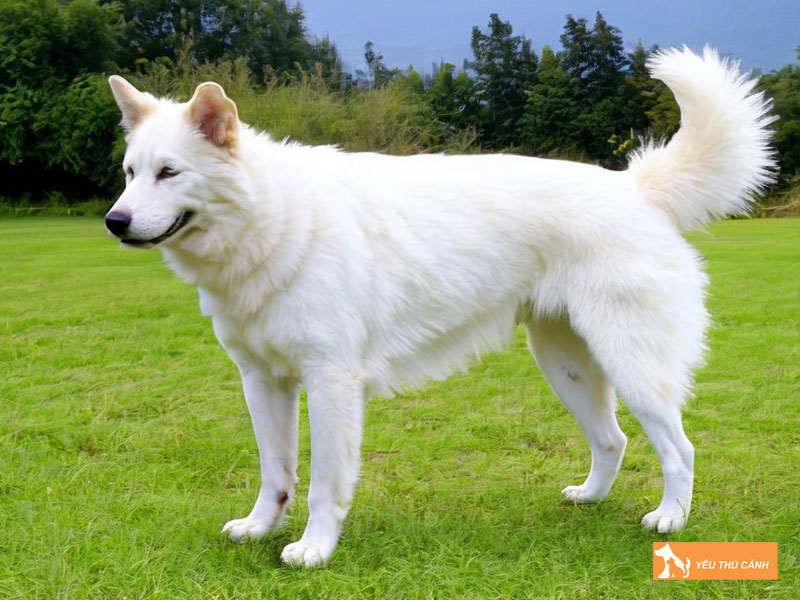 Kinh-nghiem-nuoi-loai-cho-kintamani-hieu-qua-thucanh