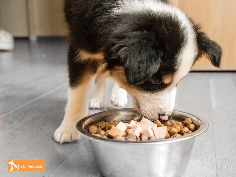 Luu-y-ve-cach-dieu-tri-cho-bo-an-1-thucanh