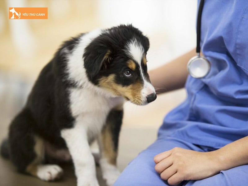 Luu-y-ve-cach-dieu-tri-cho-bo-an-thucanh