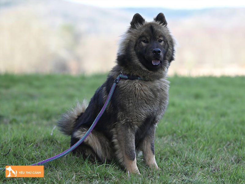 Mot-so-luu-y-khi-cham-soc-cho-eurasier-1-thucanh