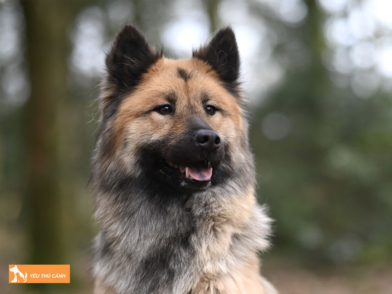 Mot-so-luu-y-khi-cham-soc-cho-eurasier-thucanh