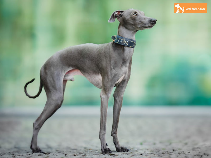 Mot-so-luu-y-khi-nuoi-cho-greyhound-1-thucanh