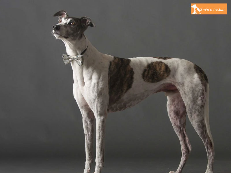 Mot-so-luu-y-khi-nuoi-cho-greyhound-thucanh
