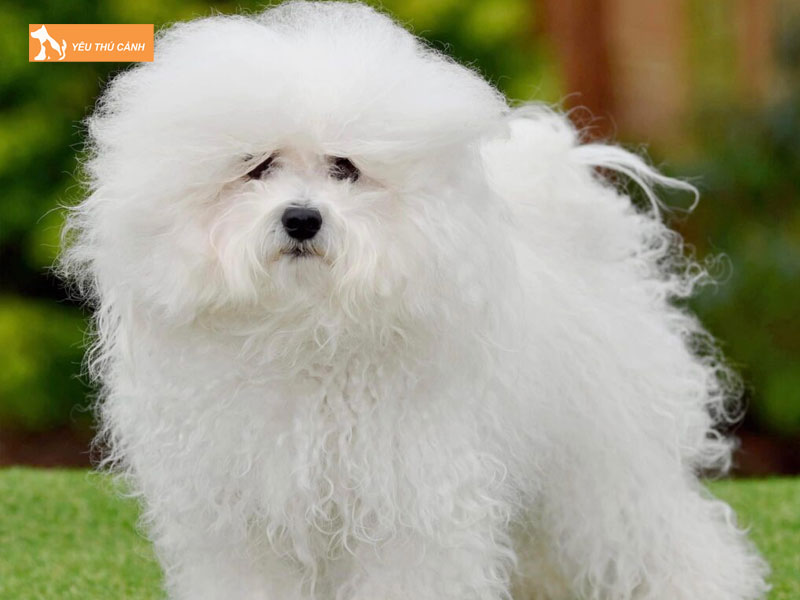 Nen-nuoi-duong-cho-bologna-nhu-the-nao-dung-cach-1-thucanh